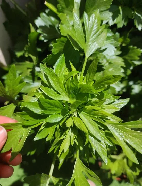 Coriander Live Plant Set of 5 – Fresh Culinary Herb, 4 Inch Pot Coriander Live Plant Set of 5 – Fresh Culinary Herb, 4 Inch Pot - Image 3