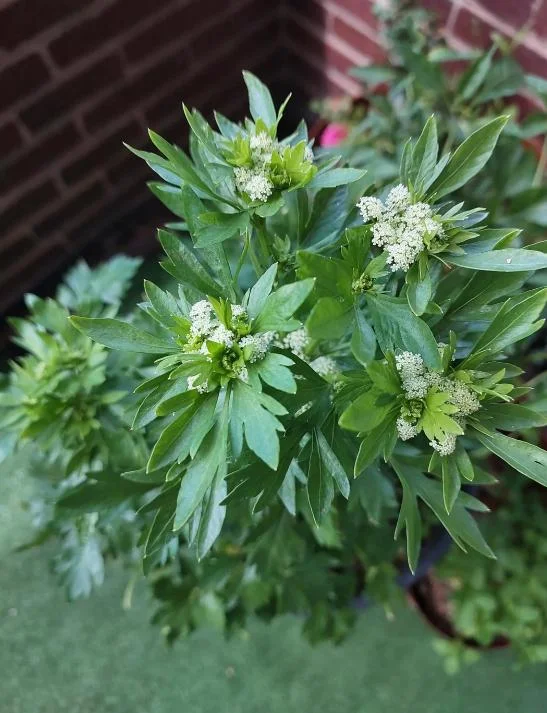Coriander Live Plant Set of 5 – Fresh Culinary Herb, 4 Inch Pot Coriander Live Plant Set of 5 – Fresh Culinary Herb, 4 Inch Pot - Image 4