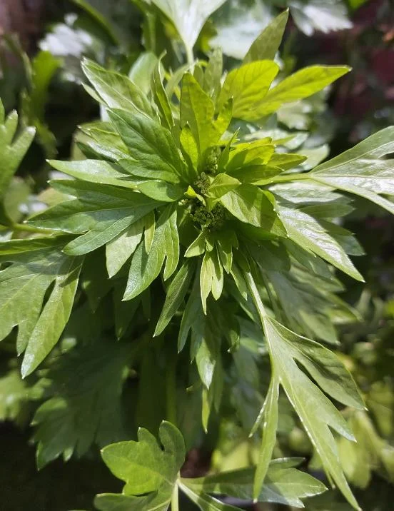 Coriander Live Plant Set of 5 – Fresh Culinary Herb, 4 Inch Pot Coriander Live Plant Set of 5 – Fresh Culinary Herb, 4 Inch Pot - Image 5