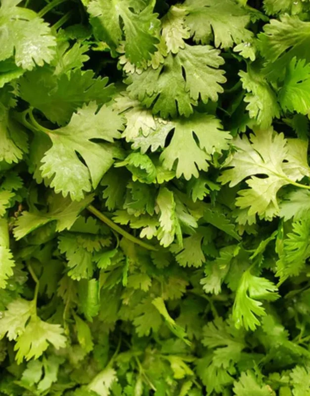 Coriander Live Plant Set of 5 – Fresh Culinary Herb, 4 Inch Pot Coriander Live Plant Set of 5 – Fresh Culinary Herb, 4 Inch Pot - Image 1