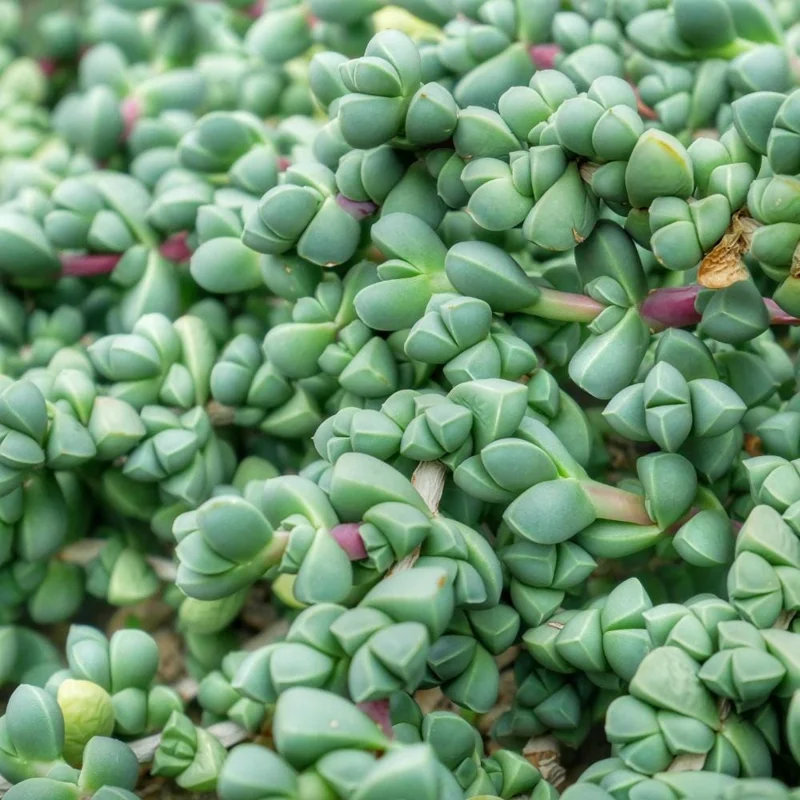 Corpuscularia Lehmannii Ice Plant Live Succulent | Fully Rooted 4 Inch Pot | Indoor/Outdoor Corpuscularia Lehmannii Ice Plant Live Succulent | Fully Rooted 4 Inch Pot | Indoor/Outdoor - Image 2