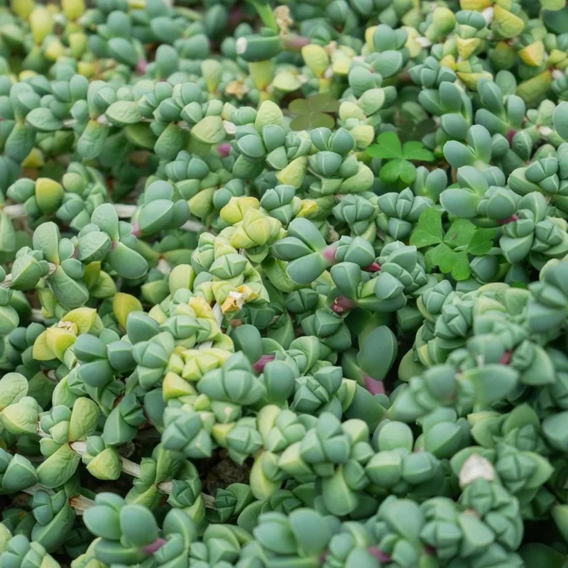Corpuscularia Lehmannii Ice Plant Live Succulent | Fully Rooted 4 Inch Pot | Indoor/Outdoor Corpuscularia Lehmannii Ice Plant Live Succulent | Fully Rooted 4 Inch Pot | Indoor/Outdoor - Image 3