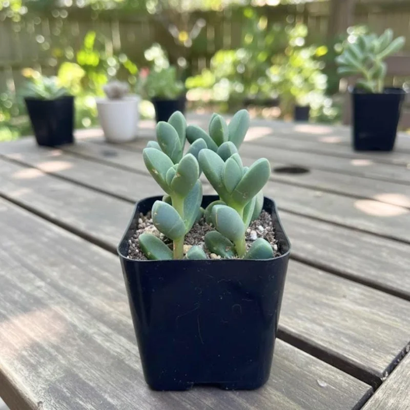 Corpuscularia Lehmannii Ice Plant Live Succulent | Fully Rooted 4 Inch Pot | Indoor/Outdoor Corpuscularia Lehmannii Ice Plant Live Succulent | Fully Rooted 4 Inch Pot | Indoor/Outdoor - Image 4