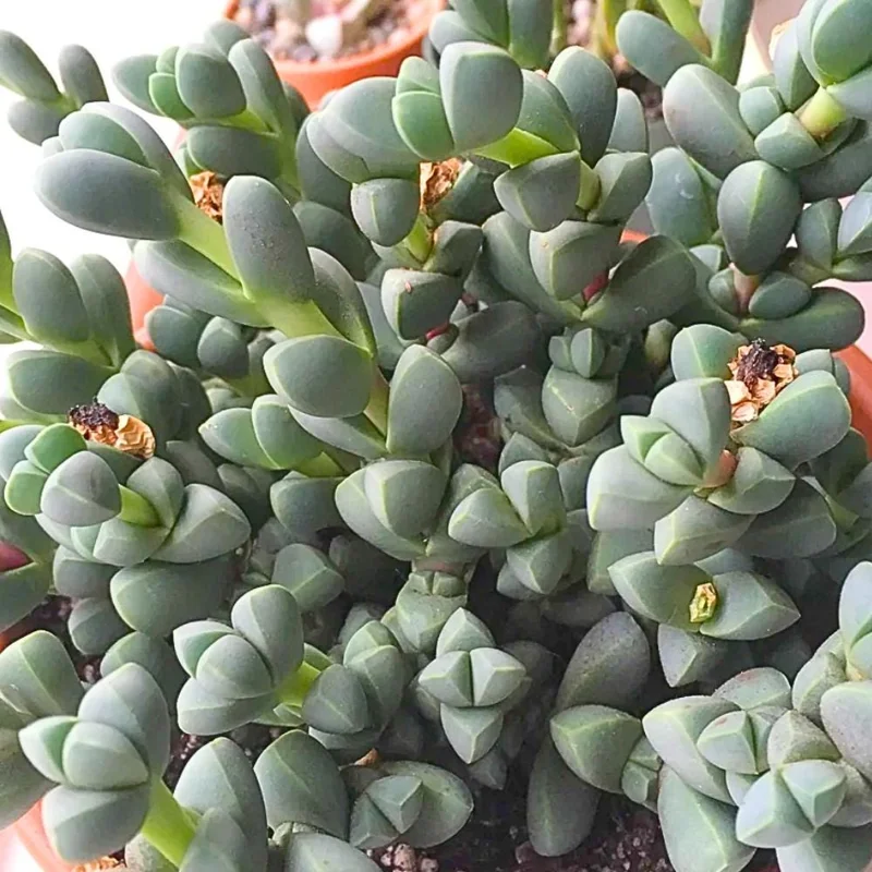 Corpuscularia Lehmannii Ice Plant Live Succulent | Fully Rooted 4 Inch Pot | Indoor/Outdoor Corpuscularia Lehmannii Ice Plant Live Succulent | Fully Rooted 4 Inch Pot | Indoor/Outdoor - Image 5