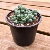 Corpuscularia Lehmannii Ice Plant Live Succulent | Fully Rooted 4 Inch Pot | Indoor/Outdoor - Image 1