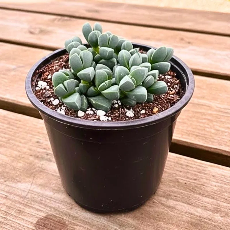 Corpuscularia Lehmannii Ice Plant Live Succulent | Fully Rooted 4 Inch Pot | Indoor/Outdoor Corpuscularia Lehmannii Ice Plant Live Succulent | Fully Rooted 4 Inch Pot | Indoor/Outdoor - Image 1