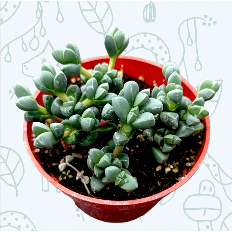 Corpuscularia Lehmannii Ice Plant Succulent - 2 Inch Live Plant for Indoor/Outdoor Corpuscularia Lehmannii Ice Plant Succulent - 2 Inch Live Plant for Indoor/Outdoor - Image 2