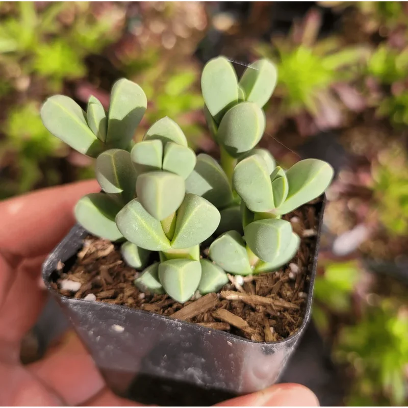 Corpuscularia Lehmannii Ice Plant Succulent - 2 Inch Live Plant for Indoor/Outdoor Corpuscularia Lehmannii Ice Plant Succulent - 2 Inch Live Plant for Indoor/Outdoor - Image 3