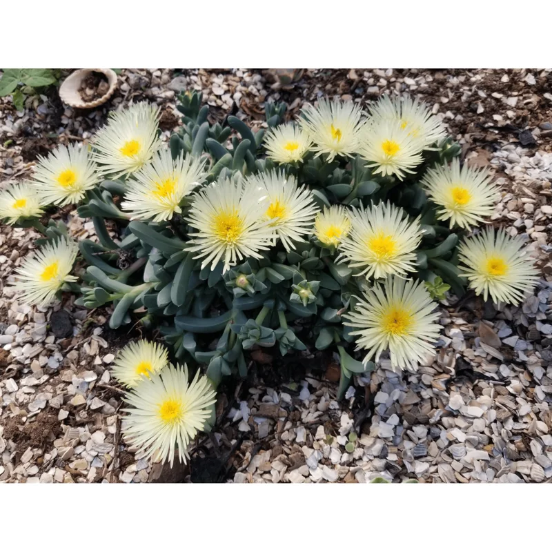 Corpuscularia Lehmannii Ice Plant Succulent - 2 Inch Live Plant for Indoor/Outdoor Corpuscularia Lehmannii Ice Plant Succulent - 2 Inch Live Plant for Indoor/Outdoor - Image 4