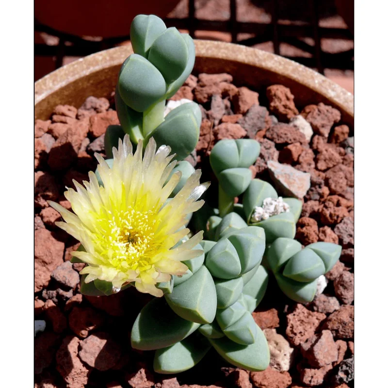 Corpuscularia Lehmannii Ice Plant Succulent - 2 Inch Live Plant for Indoor/Outdoor Corpuscularia Lehmannii Ice Plant Succulent - 2 Inch Live Plant for Indoor/Outdoor - Image 5