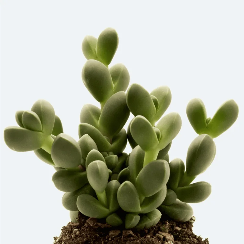 Corpuscularia Lehmannii Ice Plant Succulent - 2 Inch Live Plant for Indoor/Outdoor Corpuscularia Lehmannii Ice Plant Succulent - 2 Inch Live Plant for Indoor/Outdoor - Image 6