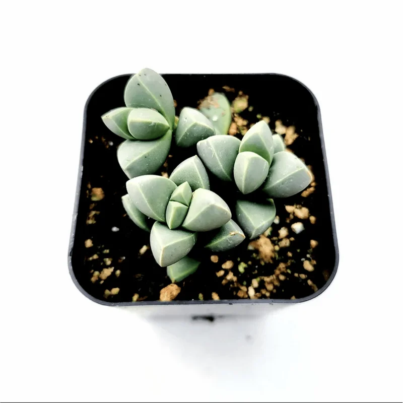 Corpuscularia Lehmannii Ice Plant Succulent - 2 Inch Live Plant for Indoor/Outdoor Corpuscularia Lehmannii Ice Plant Succulent - 2 Inch Live Plant for Indoor/Outdoor - Image 1
