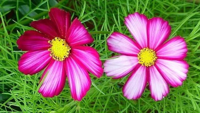 Cosmos Flower Seeds Mix - 100 Seeds, Single, Double, Seashell, Sulphur, Striped Varieties, Annual, Outdoor - Image 2