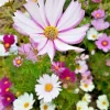Cosmos Flower Seeds Mix - 100 Seeds, Single, Double, Seashell, Sulphur, Striped Varieties, Annual, Outdoor - Image 1