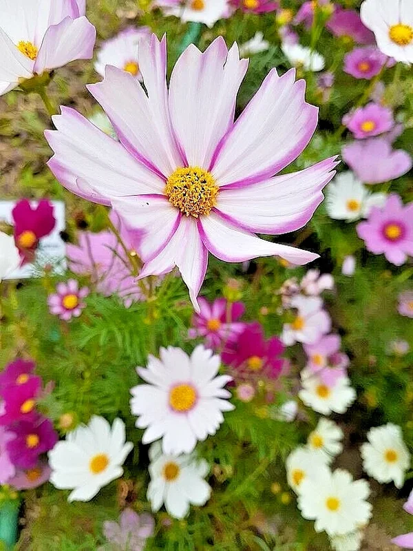 Cosmos Flower Seeds Mix - 100 Seeds, Single, Double, Seashell, Sulphur, Striped Varieties, Annual, Outdoor - Image 1