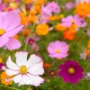 Cosmos Mix Flower Seeds - 100 Seeds, Multicolor Annual Bloom for Garden - Image 1