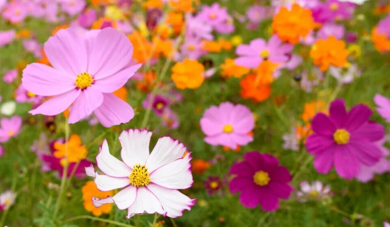 Cosmos Mix Flower Seeds - 100 Seeds, Multicolor Annual Bloom for Garden - Image 1
