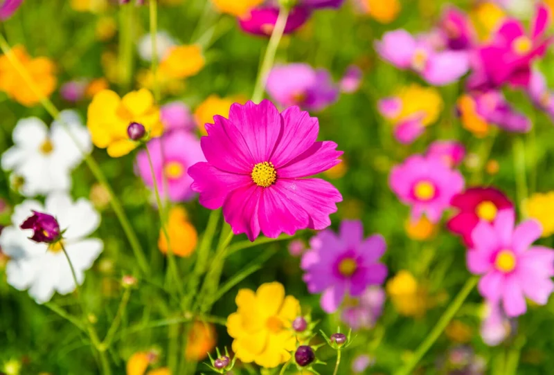 Cosmos Mix Flower Seeds - 100 Seeds, Multicolor Annual Bloom for Garden - Image 2