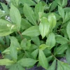 Costus Igneus Rooted Cutting Live Plant – Insulin Plant – Set of 6, 5-8 Inch - Image 1