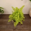 Cotton Candy Fern Nephrolepis Exaltata live Fern plant in a 4 Inch pot , rooted fern plant, soft fern plant, green fern plant - Image 1