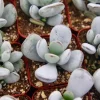 Cotyledon Orbiculata Live Plant – White Pig's Ear Succulent – 2 Inch Pot – Indoor/Outdoor Cotyledon Orbiculata Live Plant – White Pig's Ear Succulent – 2 Inch Pot – Indoor/Outdoor - Image 1