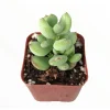 Cotyledon Pendens 'Cliff Cotyledon' Succulent Live Plant 2 Inch Pot - Image 1