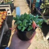 Cotyledon pendens Live Plant – Cliff Cotyledon Succulent – 2in or 4in Pot – Indoor/Outdoor - Image 1