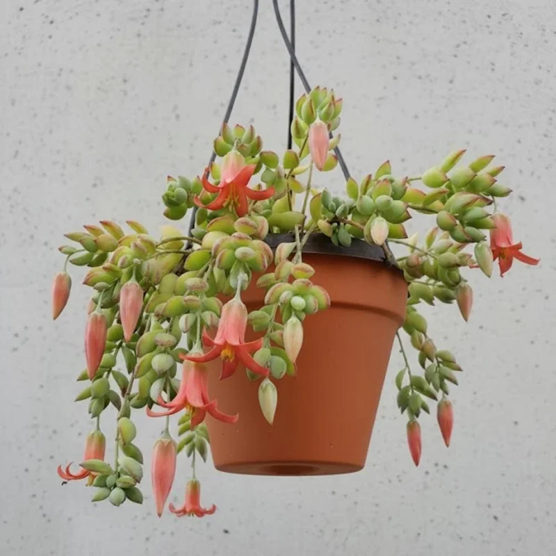 Cotyledon Pendens Live Plant – Trailing Succulent Houseplant – 2 inch Pot Cotyledon Pendens Live Plant – Trailing Succulent Houseplant – 2 inch Pot - Image 2