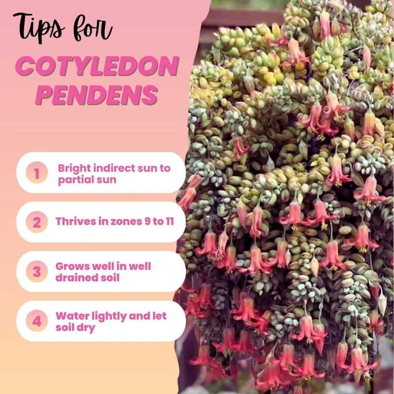 Cotyledon Pendens Live Plant – Trailing Succulent Houseplant – 2 inch Pot Cotyledon Pendens Live Plant – Trailing Succulent Houseplant – 2 inch Pot - Image 3