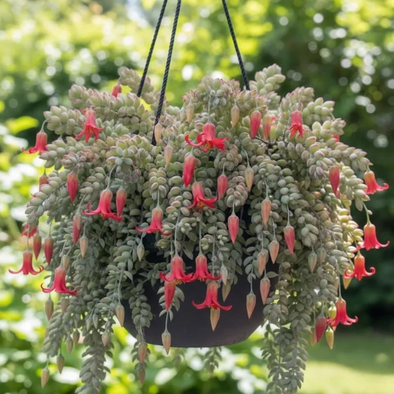 Cotyledon Pendens Live Plant – Trailing Succulent Houseplant – 2 inch Pot Cotyledon Pendens Live Plant – Trailing Succulent Houseplant – 2 inch Pot - Image 4