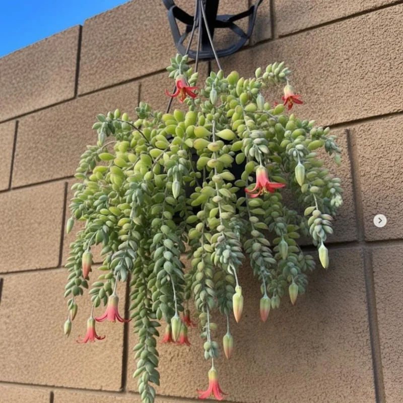 Cotyledon Pendens Live Plant – Trailing Succulent Houseplant – 2 inch Pot Cotyledon Pendens Live Plant – Trailing Succulent Houseplant – 2 inch Pot - Image 5