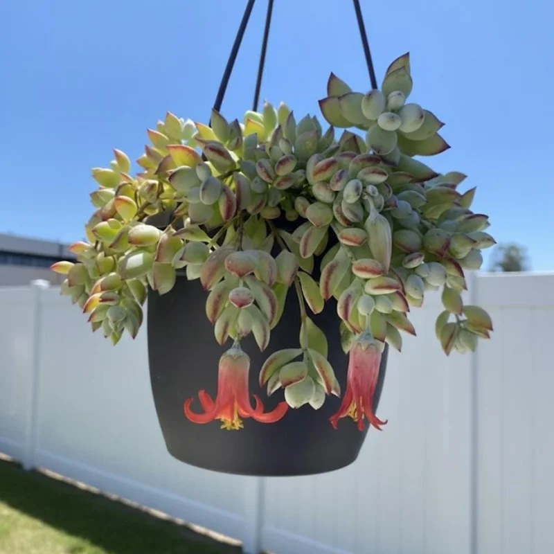 Cotyledon Pendens Live Plant – Trailing Succulent Houseplant – 2 inch Pot Cotyledon Pendens Live Plant – Trailing Succulent Houseplant – 2 inch Pot - Image 6