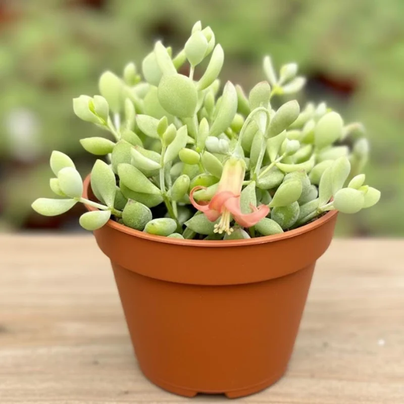 Cotyledon Pendens Live Plant – Trailing Succulent Houseplant – 2 inch Pot Cotyledon Pendens Live Plant – Trailing Succulent Houseplant – 2 inch Pot - Image 7