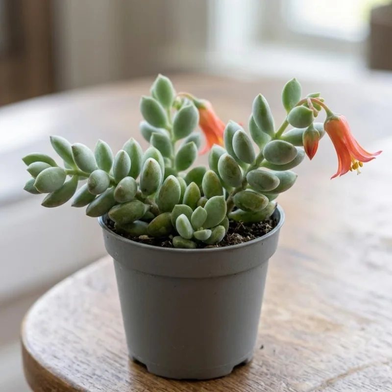 Cotyledon Pendens Live Plant – Trailing Succulent Houseplant – 2 inch Pot Cotyledon Pendens Live Plant – Trailing Succulent Houseplant – 2 inch Pot - Image 8