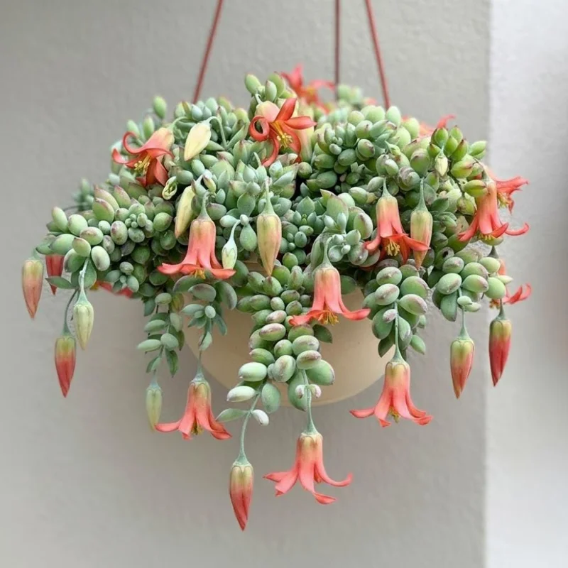 Cotyledon Pendens Live Plant – Trailing Succulent Houseplant – 2 inch Pot Cotyledon Pendens Live Plant – Trailing Succulent Houseplant – 2 inch Pot - Image 1