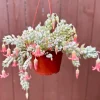 Cotyledon Pendens Live Plant - Trailing Succulent with Pink Edges, 4-8 inch, Indoor/Outdoor - Image 1