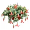 Cotyledon Pendens Live Succulent Plant - 4" Pot - Trailing Cliff Succulent - Image 1