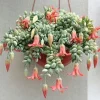 Cotyledon Pendens Seeds - 25 Seeds - Rare Trailing Succulent Plant for Indoor & Outdoor Cotyledon Pendens Seeds - 25 Seeds - Rare Trailing Succulent Plant for Indoor & Outdoor - Image 1