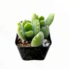 Cotyledon Tomentosa Bear's Paw Succulent Live Plant, 2 Inch Pot, Indoor/Outdoor Cotyledon Tomentosa Bear's Paw Succulent Live Plant, 2 Inch Pot, Indoor/Outdoor - Image 1