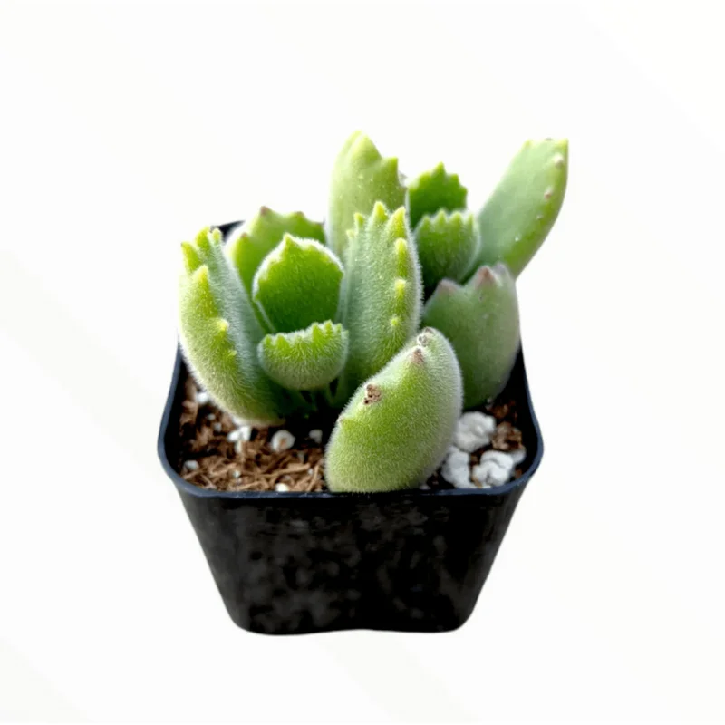 Cotyledon Tomentosa Bear's Paw Succulent Live Plant, 2 Inch Pot, Indoor/Outdoor Cotyledon Tomentosa Bear's Paw Succulent Live Plant, 2 Inch Pot, Indoor/Outdoor - Image 1