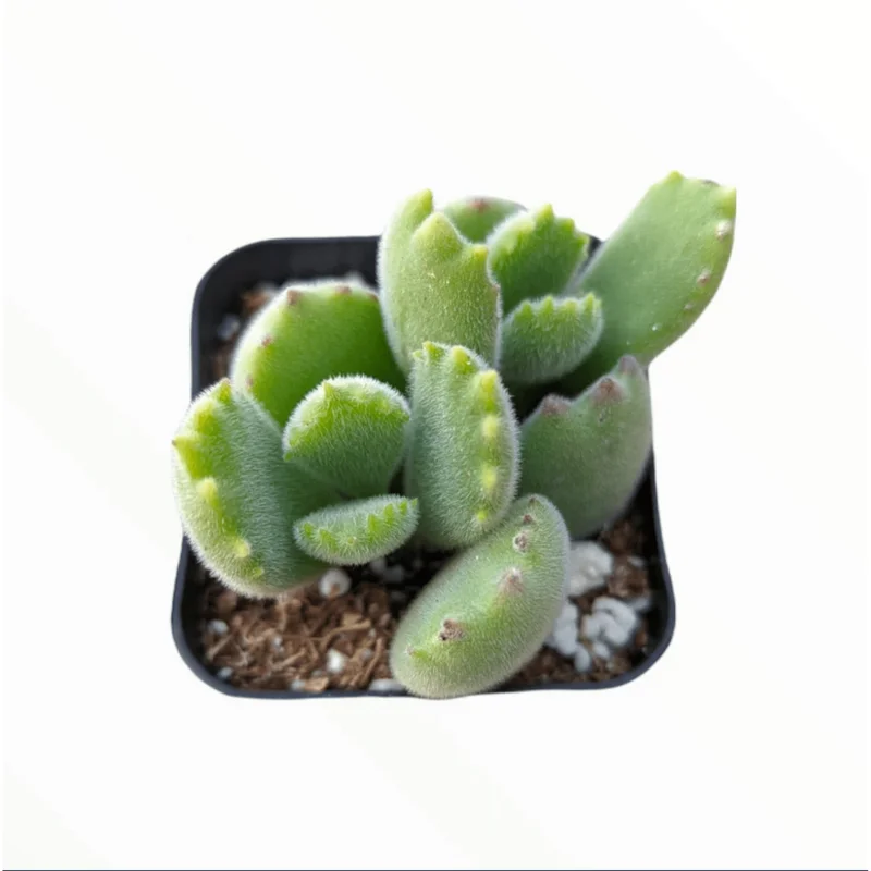 Cotyledon Tomentosa Bear's Paw Succulent Live Plant, 2 Inch Pot, Indoor/Outdoor Cotyledon Tomentosa Bear's Paw Succulent Live Plant, 2 Inch Pot, Indoor/Outdoor - Image 2