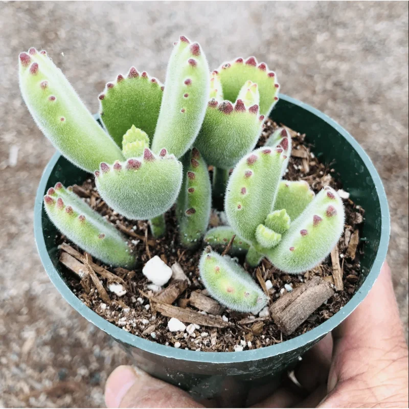Cotyledon Tomentosa Bear's Paw Succulent Live Plant, 2 Inch Pot, Indoor/Outdoor Cotyledon Tomentosa Bear's Paw Succulent Live Plant, 2 Inch Pot, Indoor/Outdoor - Image 3