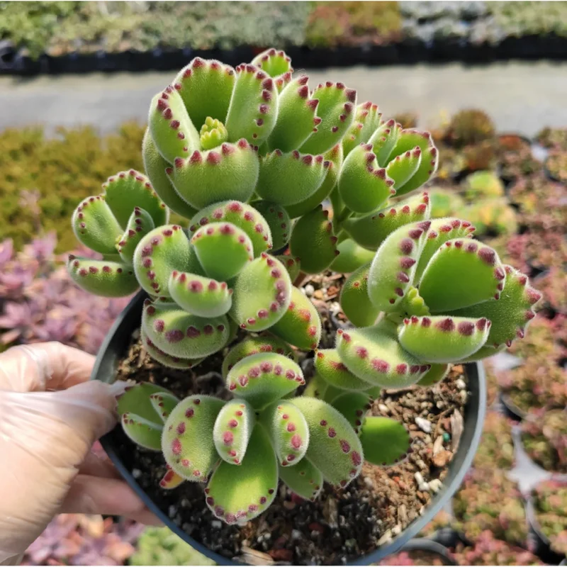 Cotyledon Tomentosa Bear's Paw Succulent Live Plant, 2 Inch Pot, Indoor/Outdoor Cotyledon Tomentosa Bear's Paw Succulent Live Plant, 2 Inch Pot, Indoor/Outdoor - Image 4