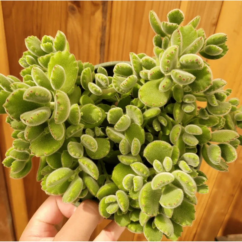 Cotyledon Tomentosa Bear's Paw Succulent Live Plant, 2 Inch Pot, Indoor/Outdoor Cotyledon Tomentosa Bear's Paw Succulent Live Plant, 2 Inch Pot, Indoor/Outdoor - Image 5