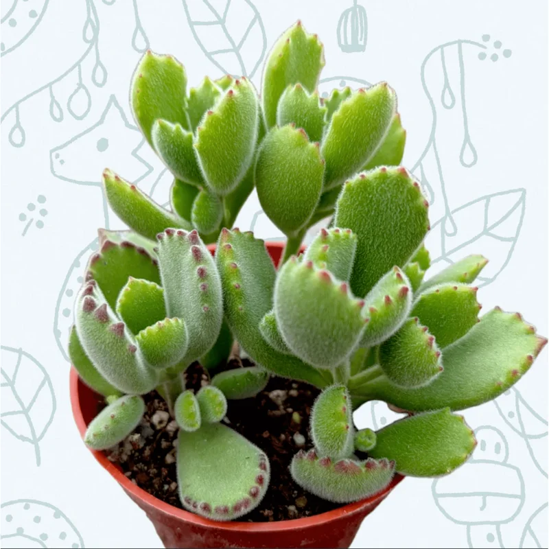 Cotyledon Tomentosa Bear's Paw Succulent Live Plant, 2 Inch Pot, Indoor/Outdoor Cotyledon Tomentosa Bear's Paw Succulent Live Plant, 2 Inch Pot, Indoor/Outdoor - Image 6