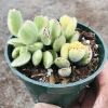 Cotyledon Tomentosa Variegated Bear's Paw Succulent Live Plant - 2 Inch Pot - Image 1