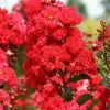 Crape Myrtle Cuttings - 7 Per Pack - Fast Grow for Rooting Plant - Indoor/Outdoor - Image 1