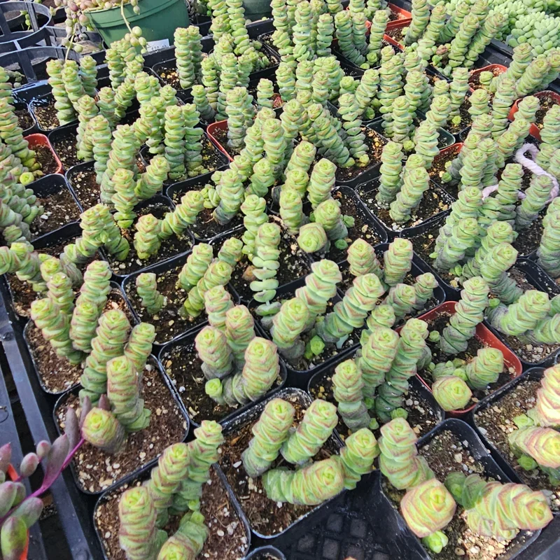 Crassula Baby Necklace Succulent Live Plant – 2 inch Pot – Crassula Perforata - Image 2