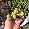 Crassula Baby Necklace Succulent Live Plant – 2 inch Pot – Crassula Perforata - Image 1