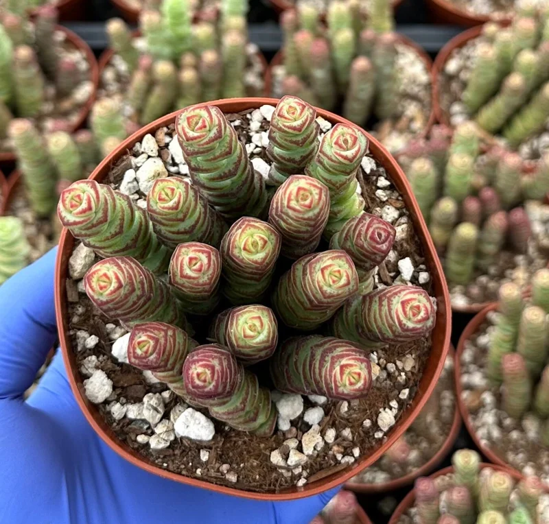 Crassula Baby Necklace Succulent – Live Plant – Easy Care Indoor Trailing Succulent Crassula Baby Necklace Succulent – Live Plant – Easy Care Indoor Trailing Succulent - Image 2